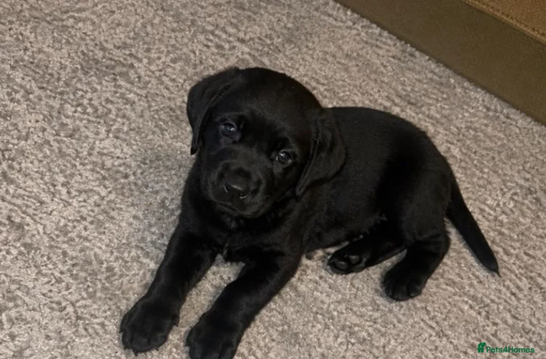 Labrador Retriever dogs for sale: 2 adorable labradors for sale in Romford - Advert 4