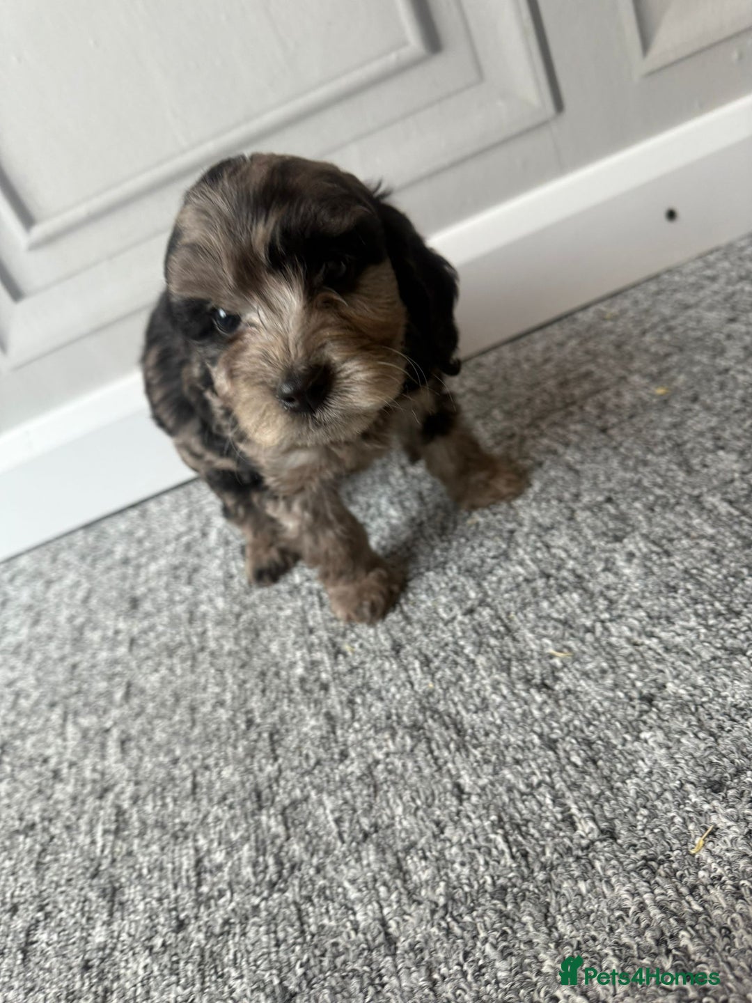 Cockapoo dogs for sale: Beautiful Cockerpoo Puppies. (Sand, Merle, Black) - Image 5