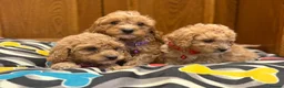 Cavapoo dogs for sale: Beautiful red Cavapoo pups exquisite health lines - Advert 10