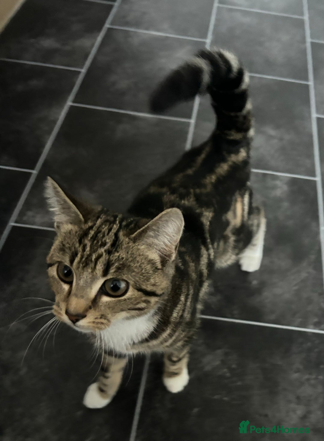 Mixed Breed cats for sale: 6 month old neutered kitten FEMALE  - Advert 3