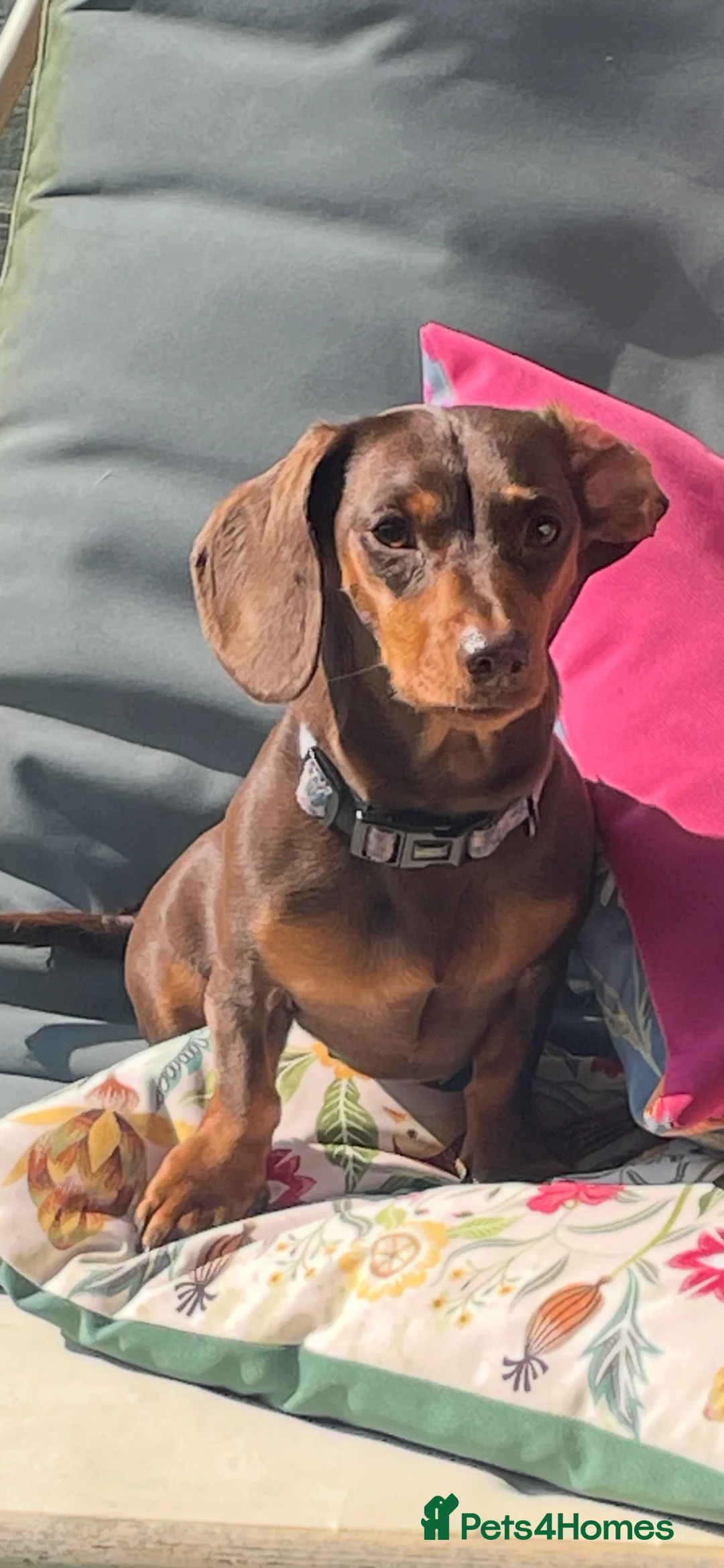 Dachshund dogs for sale: 4 female miniature dachshund puppies for sale  - Advert 1