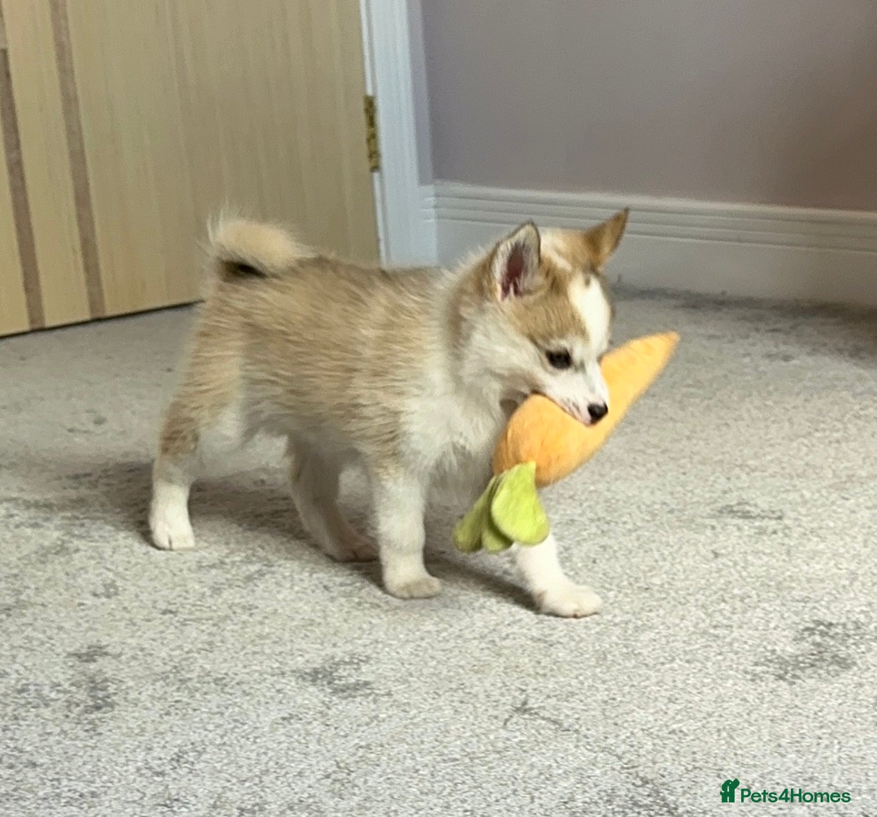 Pomsky dogs Last 2 boy F3 Pomsky pups / perfect husky markings - Advert 7
