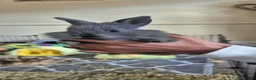 Mixed Breed rabbits for sale: Baby Bunny's  in Stone - Advert 20