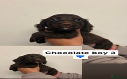 Cocker Spaniel dogs for sale: Toy cocker spaniel  - Image 5