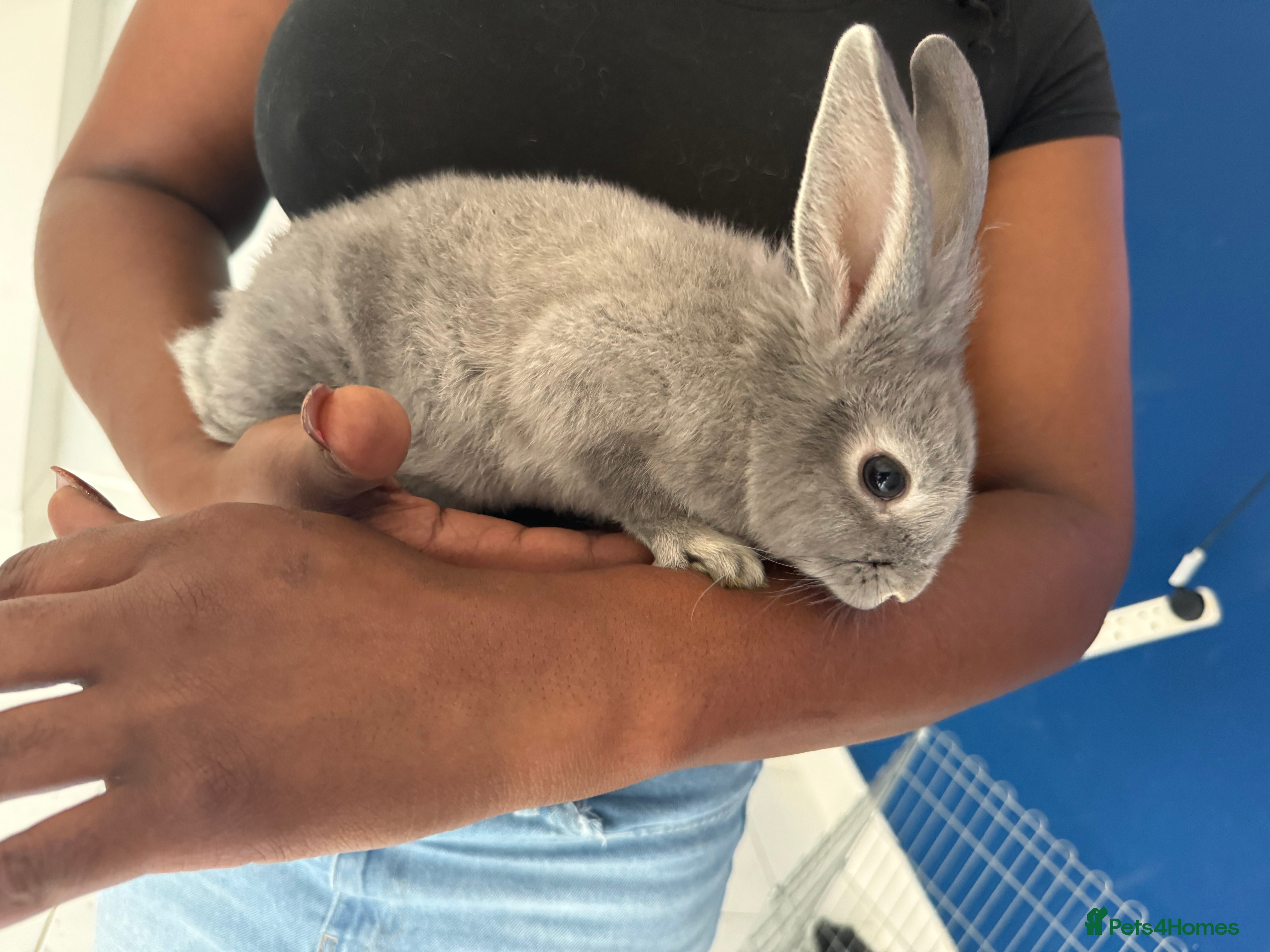 English Lop rabbits 2 baby bunnies  - Advert 6