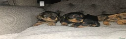 Dachshund dogs for sale: Wirehaired daschund pups - Advert 17