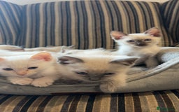 Ragamese cats for sale: Beautiful Ragamese kittens ❤️ - Image 1