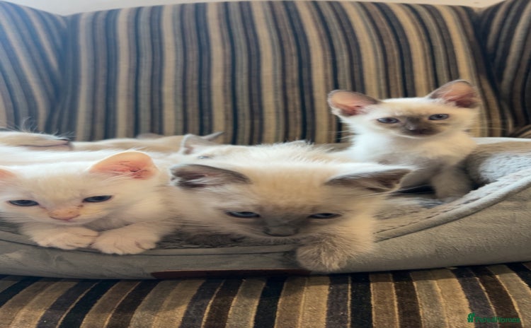 Ragamese cats - Advert 1