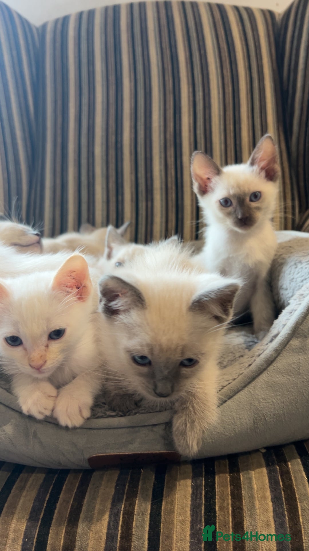 Ragamese cats for sale: Beautiful Ragamese kittens ❤️ - Image 1