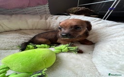 Mixed Breed dogs for sale: Gorgeous Plummer Terrier X Toy Poodle - Image 8