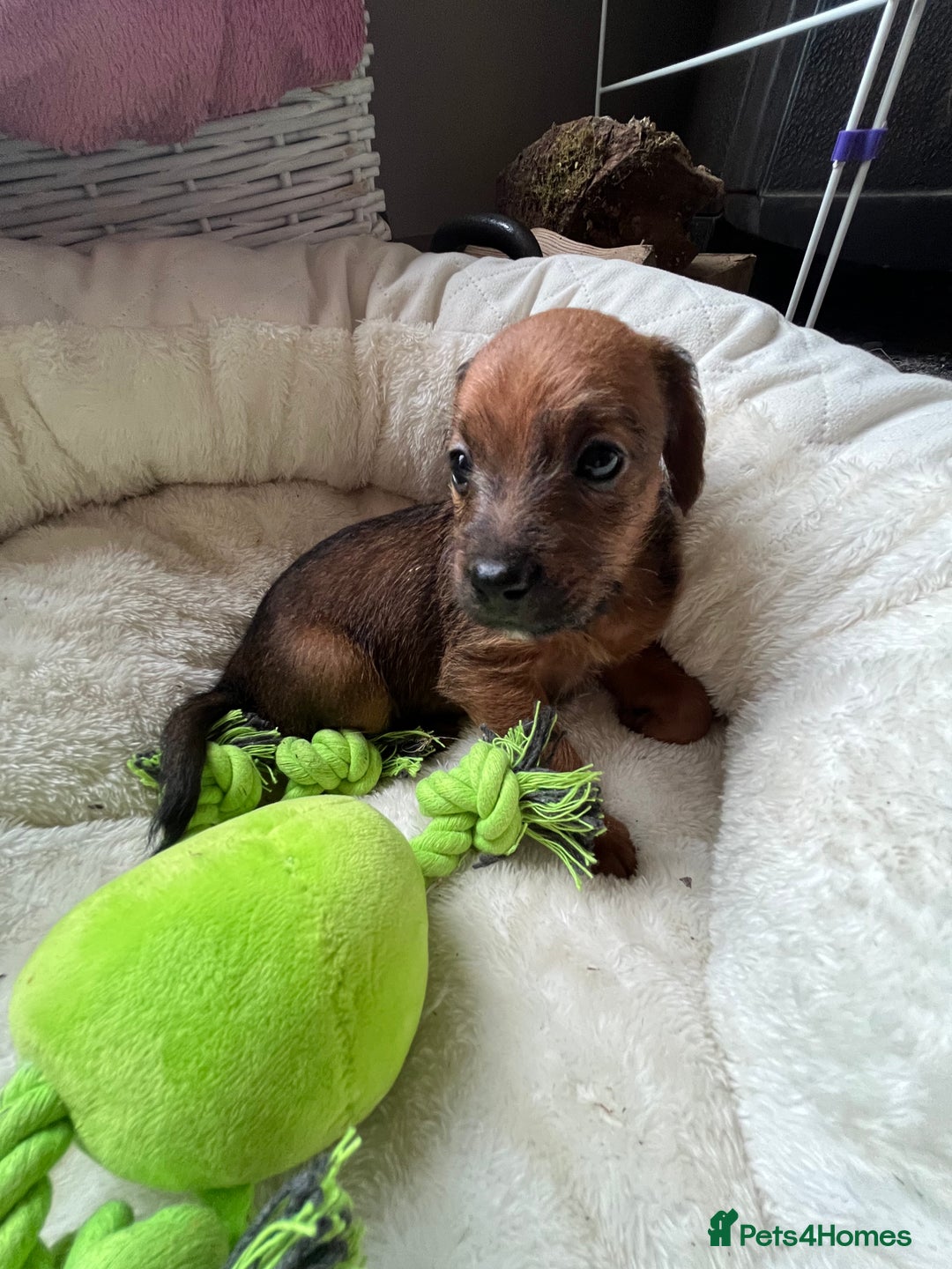 Mixed Breed dogs for sale: Gorgeous Plummer Terrier X Toy Poodle - Image 8