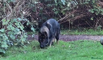 German Shepherd dogs Top quality GSD Female for sale - Advert 3