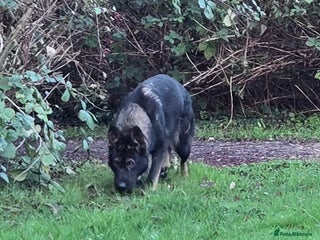 German Shepherd dogs Top quality GSD Female for sale - Advert 1