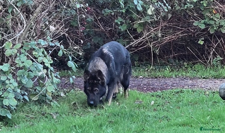 German Shepherd dogs Top quality GSD Female for sale - Advert 9