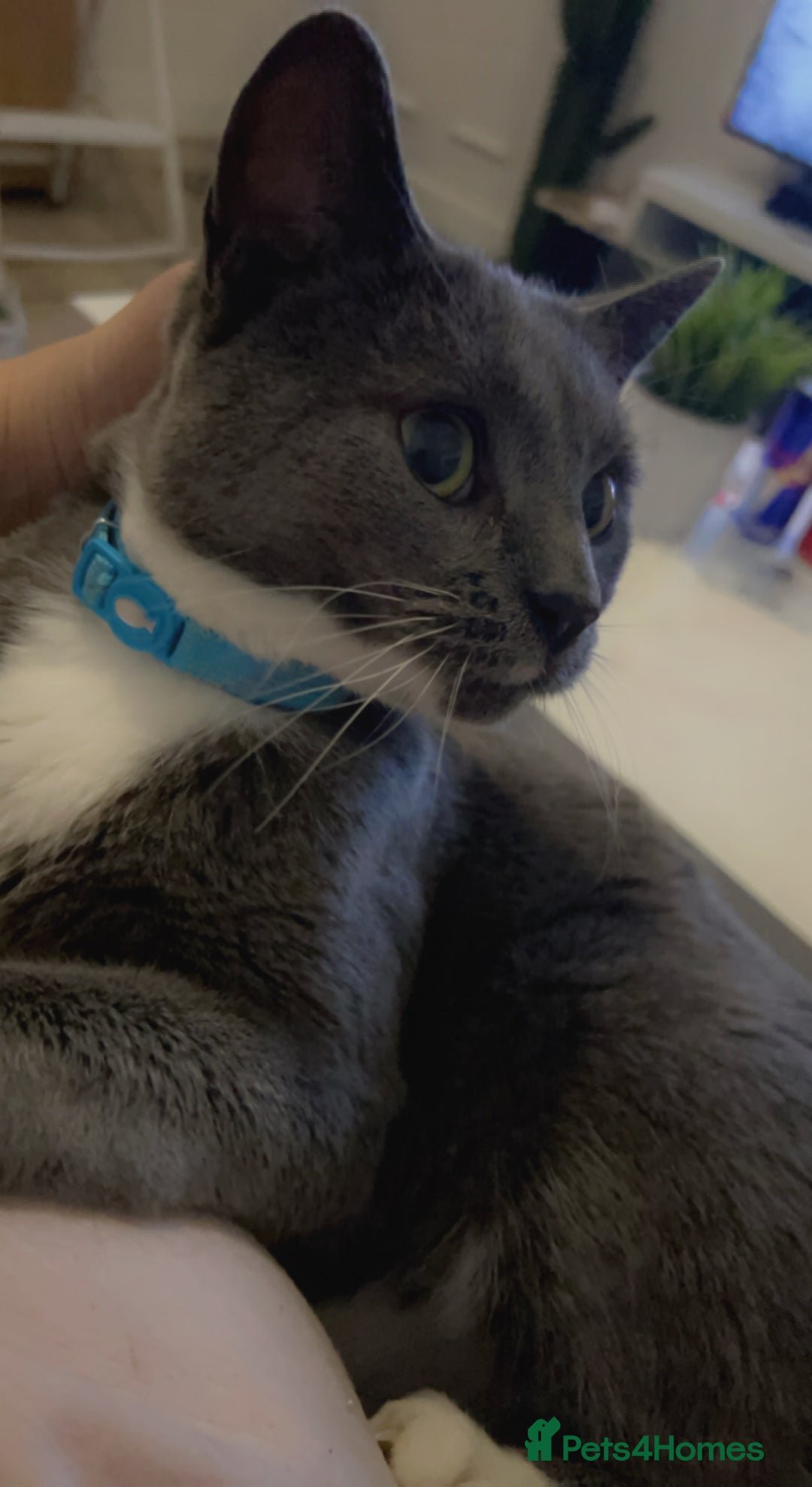 Domestic Shorthair cats for sale: Male Grey and white cat aged 5 - Image 2