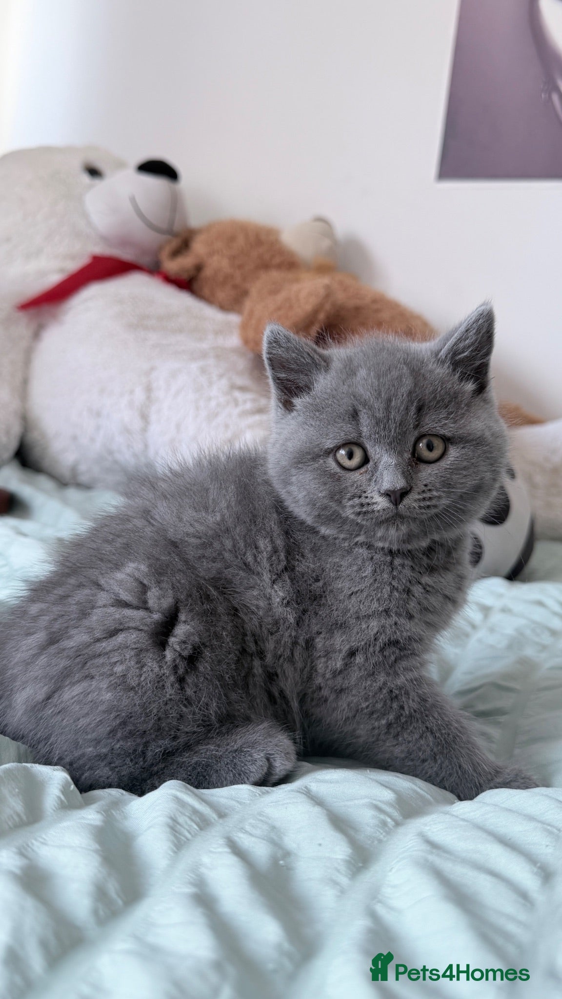 British Shorthair cats British shorthair  - Advert 2