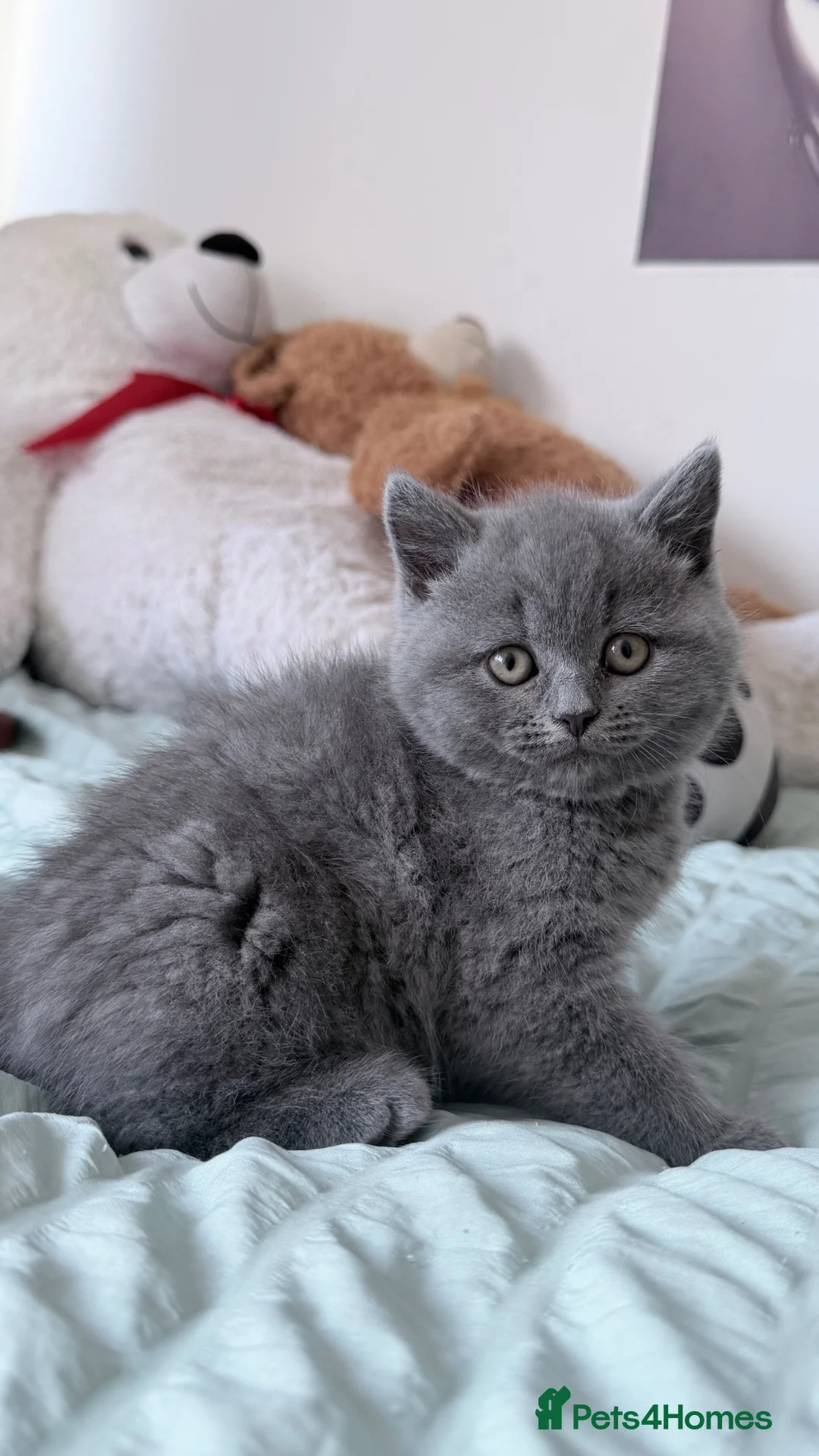 British Shorthair cats for sale: British shorthair  - Advert 1