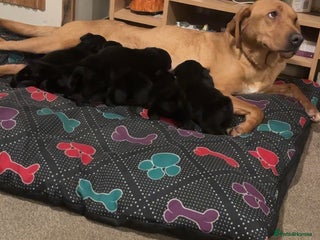 Springador dogs Springadors - Advert 3