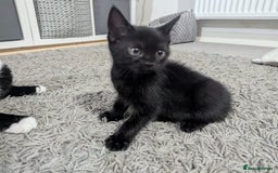 Domestic Shorthair cats for sale: Domestic longhair kittens - Image 12