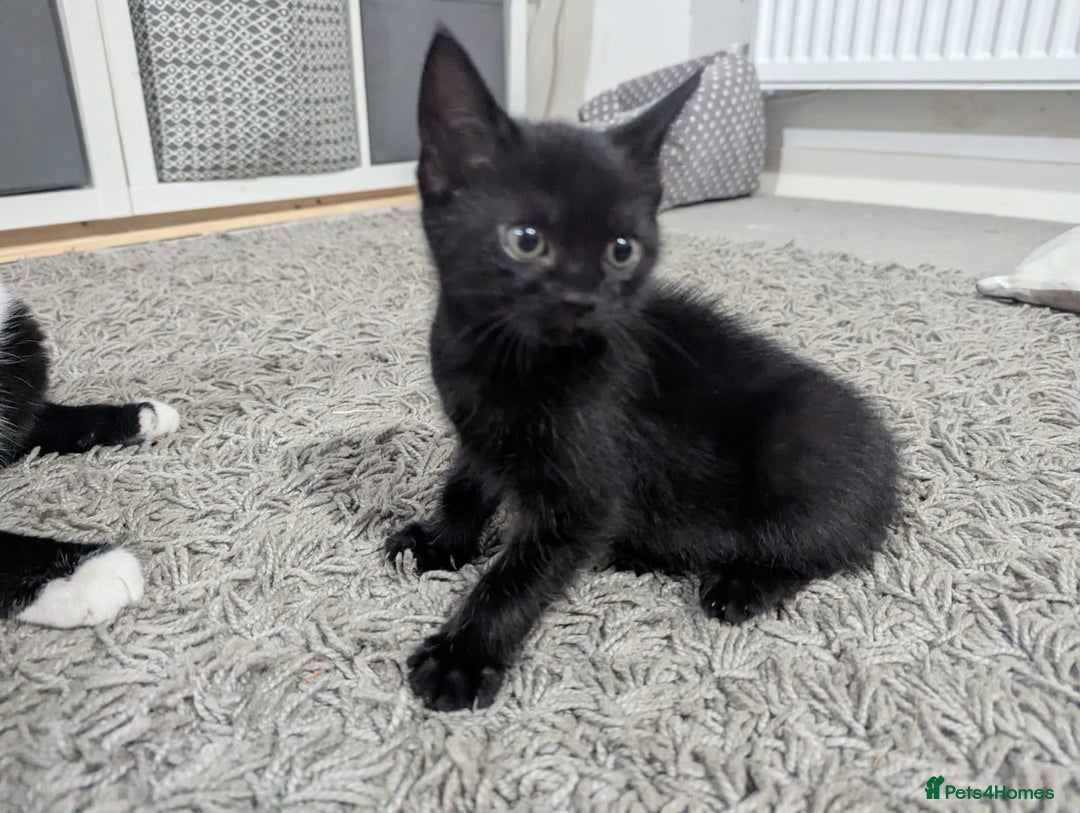 Domestic Shorthair cats for sale: Domestic longhair kittens - Image 12
