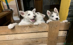 Utonagan dogs for sale: Husky x malamute  - Image 3