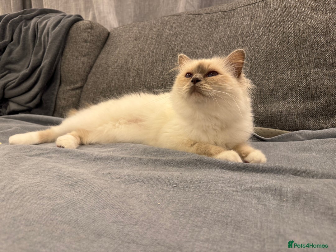Birman cats for sale: Lilac point Birman female for sale  - Image 5