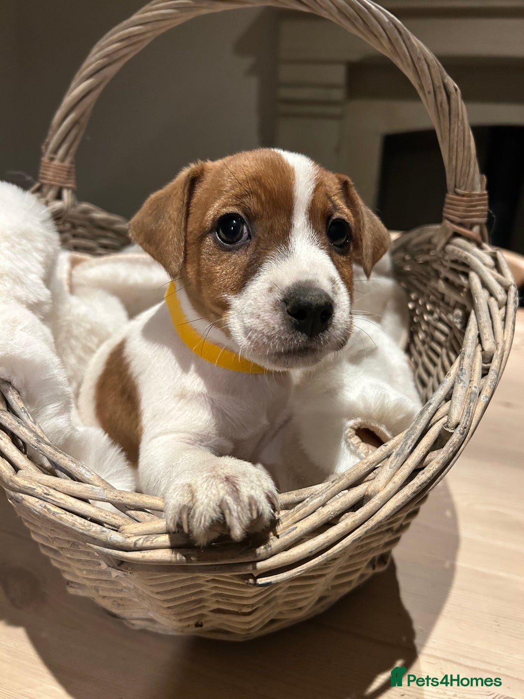 Mixed Breed dogs for sale: Parson / Jack Russell puppies - Advert 9