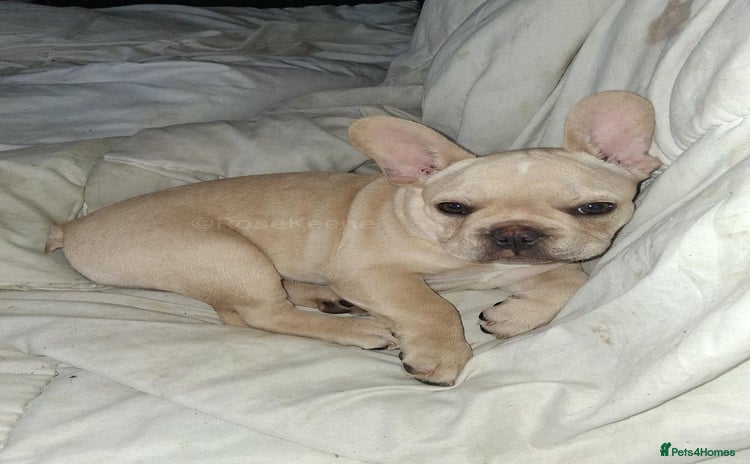 French Bulldog dogs in Newcastle upon Tyne - Advert 14