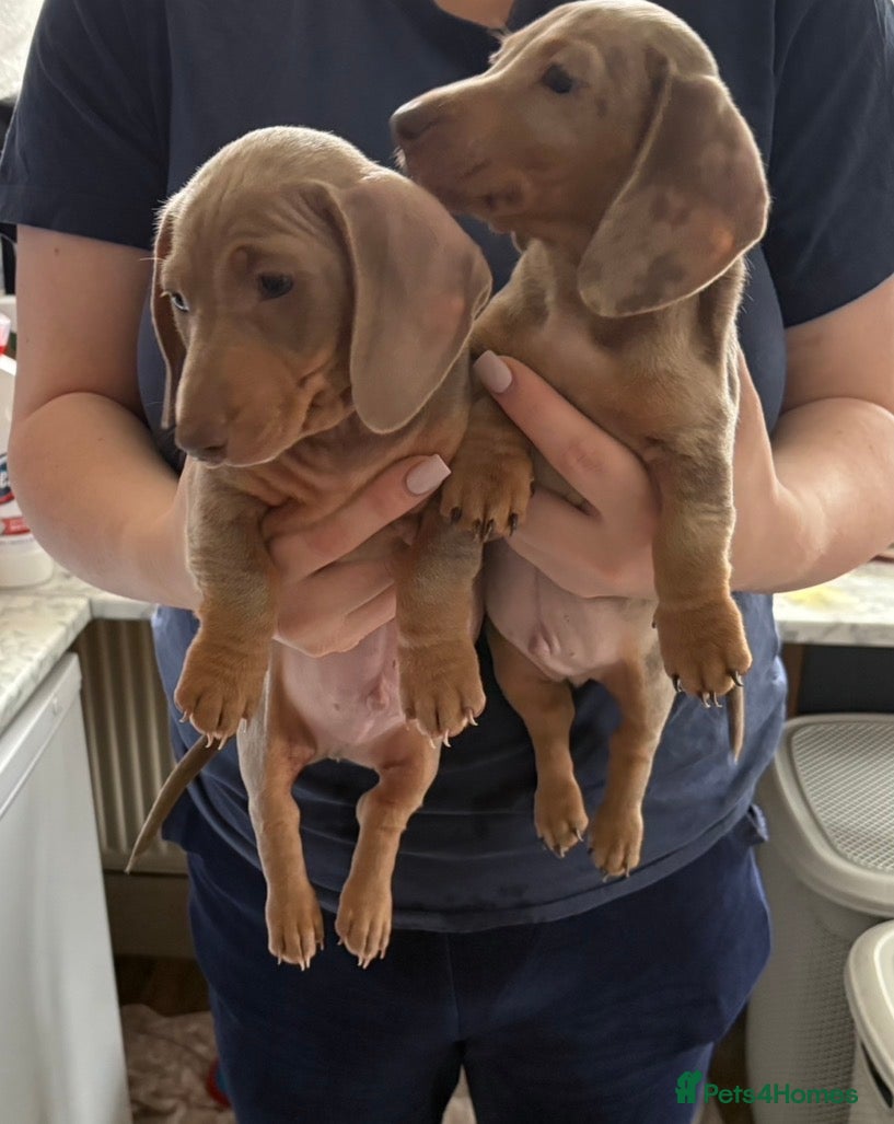 Miniature Dachshund dogs KC REGISTERED LAST BOY dachshund - Advert 9