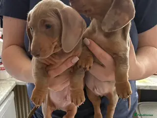 Miniature Dachshund dogs KC REGISTERED LAST BOY dachshund - Advert 9