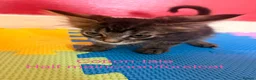 Maine Coon cats for sale: Beautiful male maincoon/forest cat kittens  - Advert 9