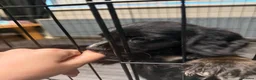Cockalier dogs for sale: 2 x Cockalier puppies  - Advert 4