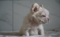 French Bulldog dogs for sale: Exceptional Fluffy French Bulldog Puppies - Image 16