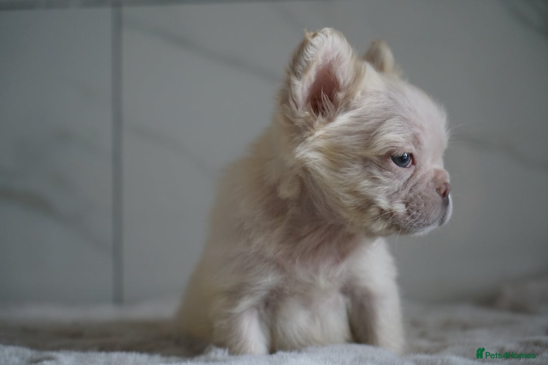 French Bulldog dogs for sale: Exceptional Fluffy French Bulldog Puppies - Image 16