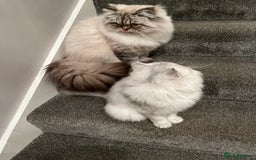 Persian cats for sale: 💕Simply Stunning Blue Point Persians PKD neg 💕 - Advert 2