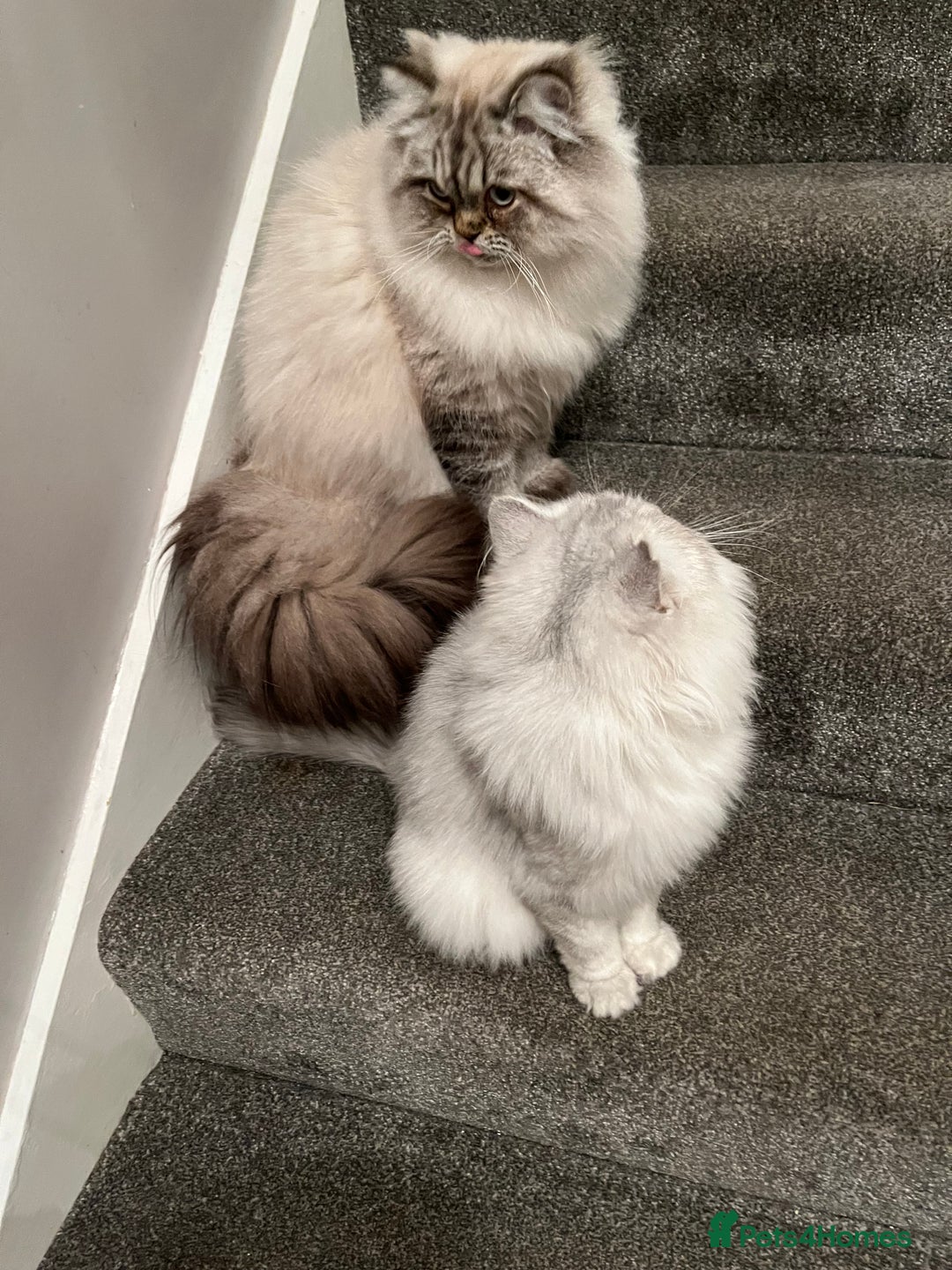 Persian cats for sale: 💕Simply Stunning Blue Point Persians PKD neg 💕 - Advert 2