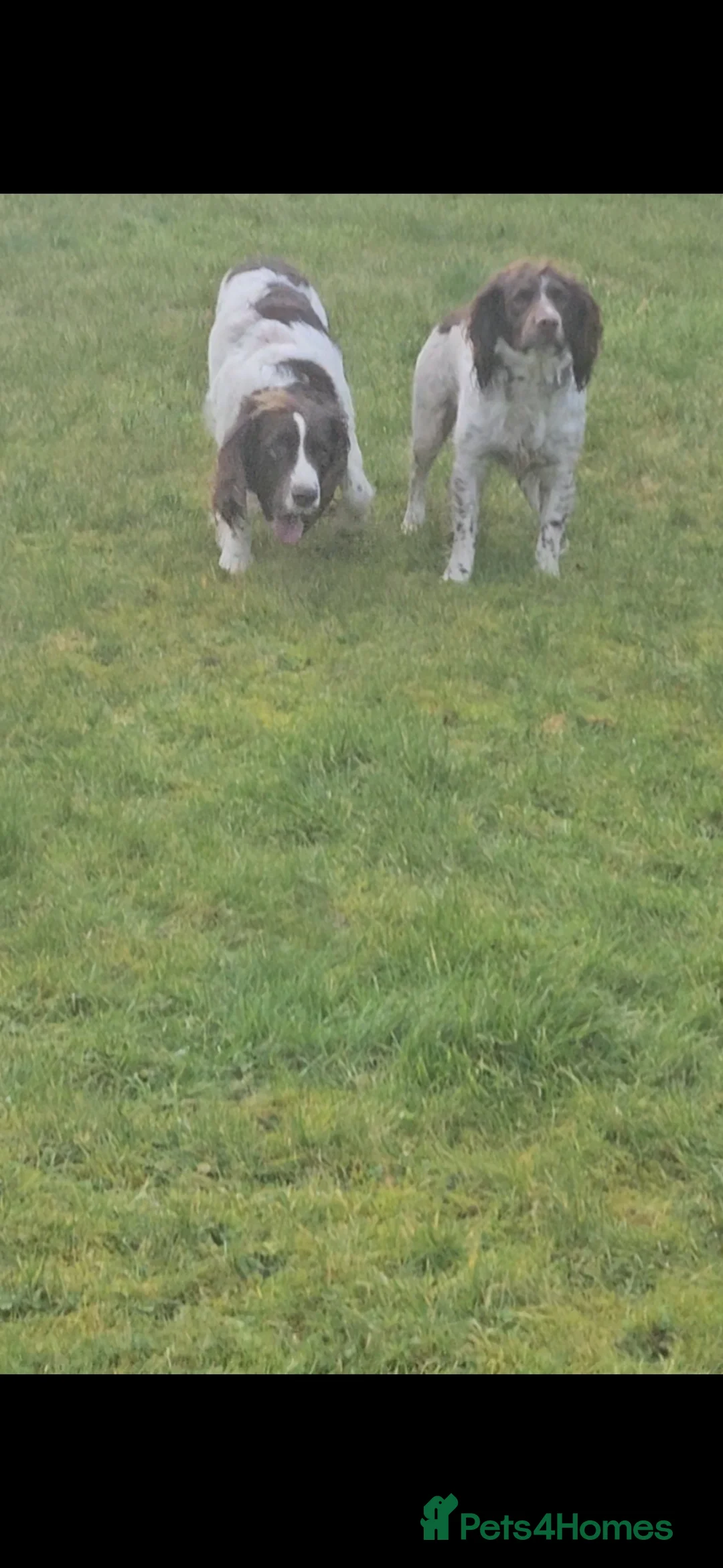 English Springer Spaniel dogs for sale: All Bitch's - Advert 13