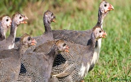 Mixed Breed birds for sale: Guinea Fowl  - Image 2