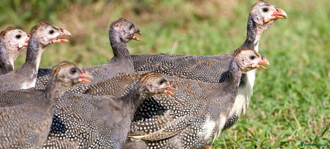 Mixed Breed birds for sale: Guinea Fowl  - Image 2