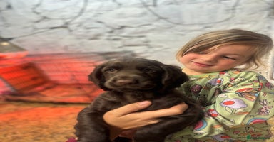 Cocker Spaniel dogs - Advert 13