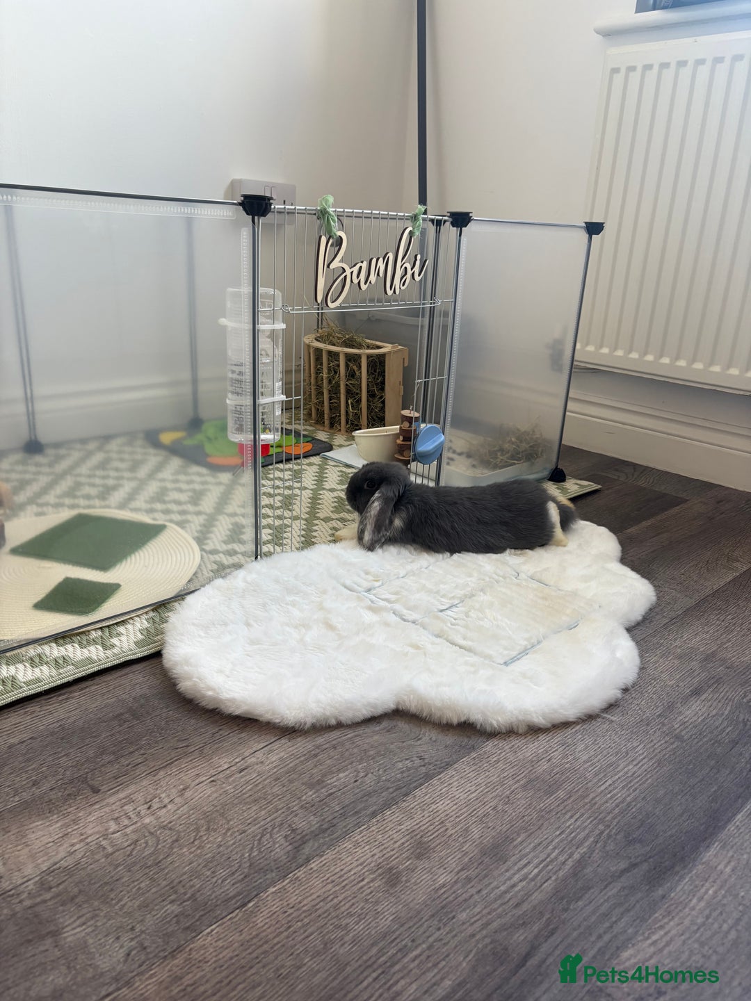 Mini Lop rabbits for sale: Grey and white mini lop  - Image 5