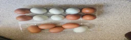 Chickens poultry for sale: Hatching  chicken eggs - Advert 5