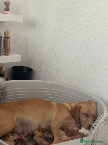 Cockerdor dogs - Advert 2