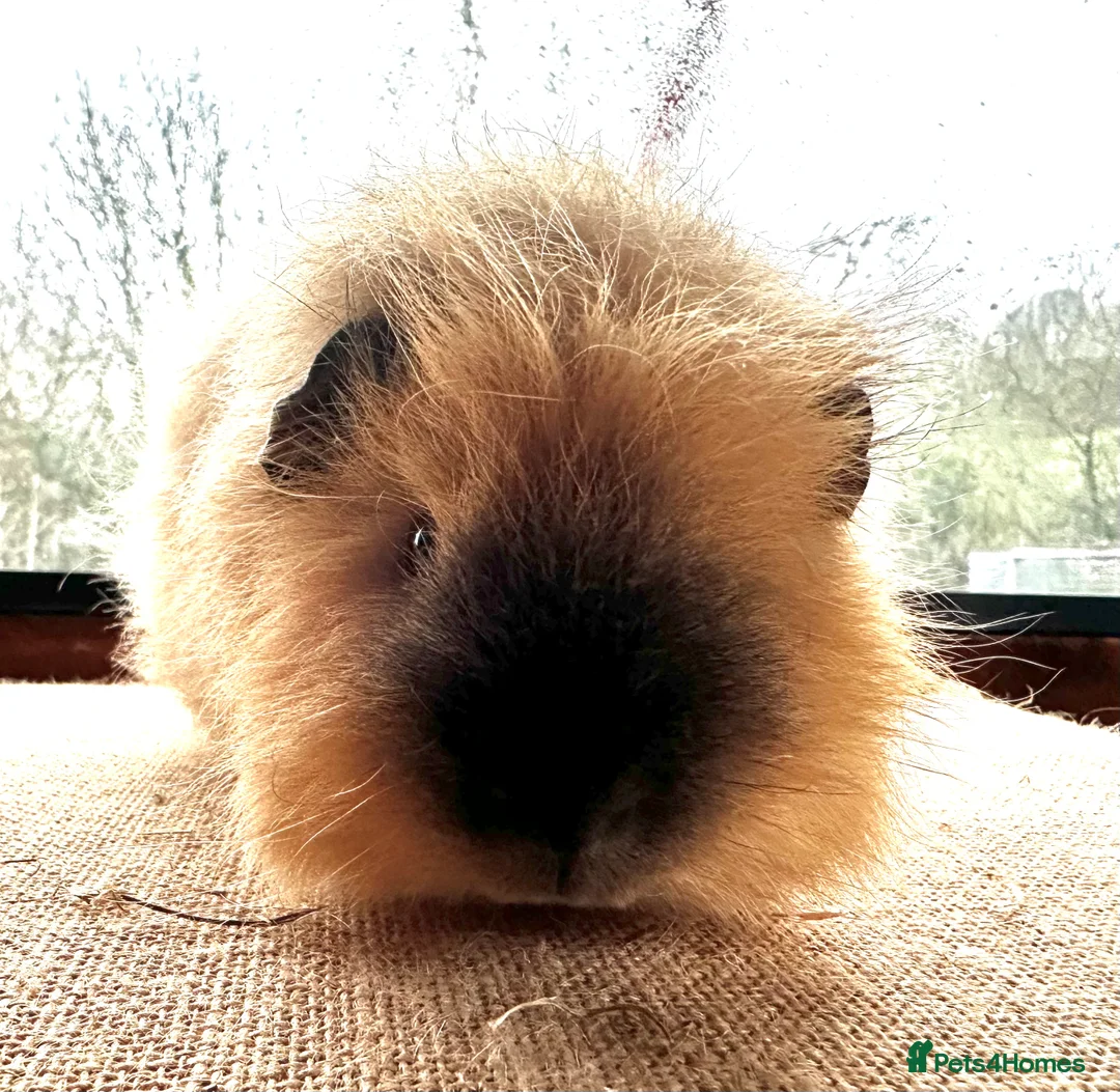 Guinea Pig rodents for sale: Swiss Boar (boy)  - Advert 3