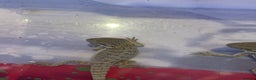 Bearded Dragon reptiles for sale: 5 Citrus and Green Baby Bearded Dragons - Advert 6