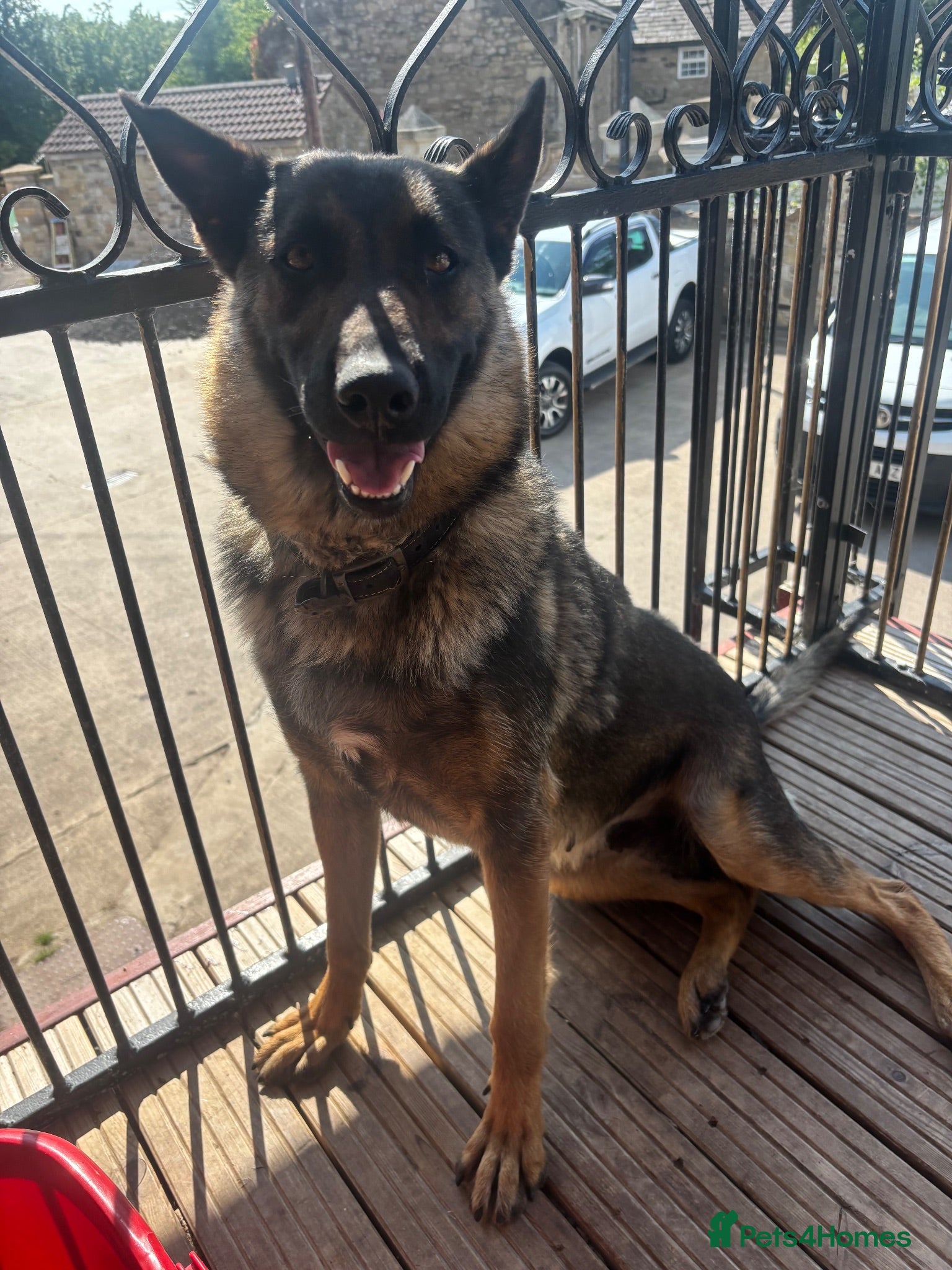 German Shepherd dogs German Shepherd puppies for sale - Advert 2