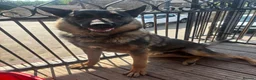German Shepherd dogs for sale: German Shepherd puppies for sale - Advert 2