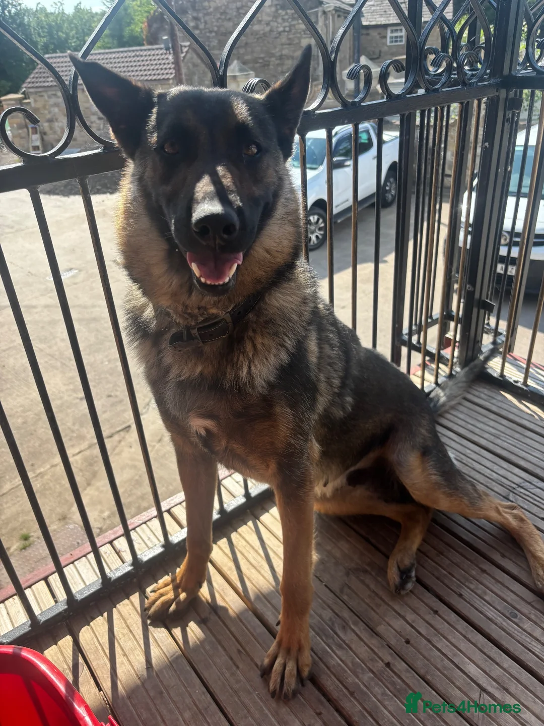 German Shepherd dogs for sale: German Shepherd puppies for sale - Advert 2