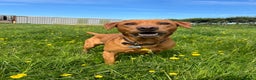 Labrador Retriever dogs for stud: Fox Red Labrador for Stud - Advert 2