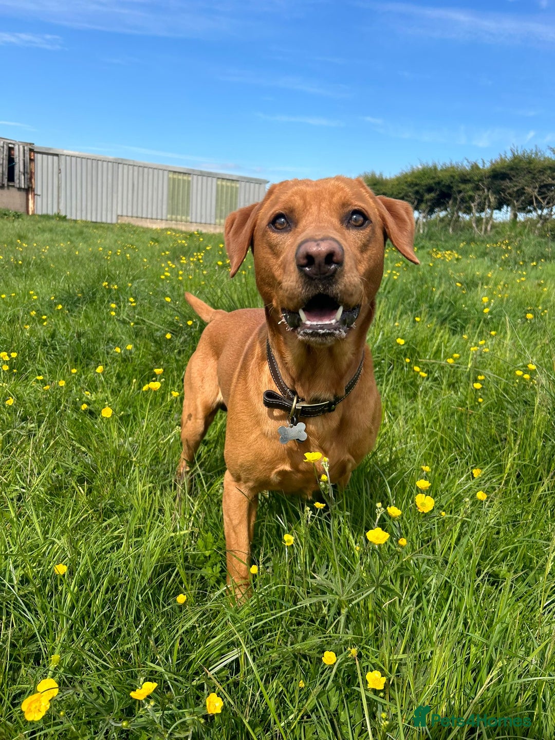 Labrador Retriever dogs for stud: Fox Red Labrador for Stud - Advert 2